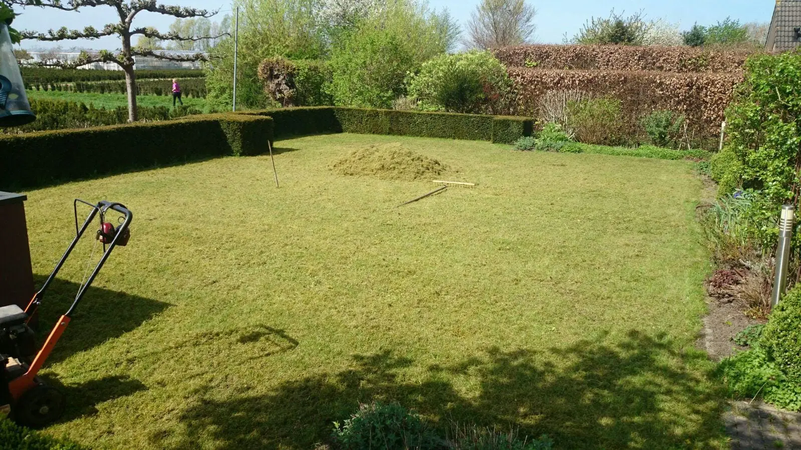 Pas gemaaid gazon en gesnoeide hagen in een tuin