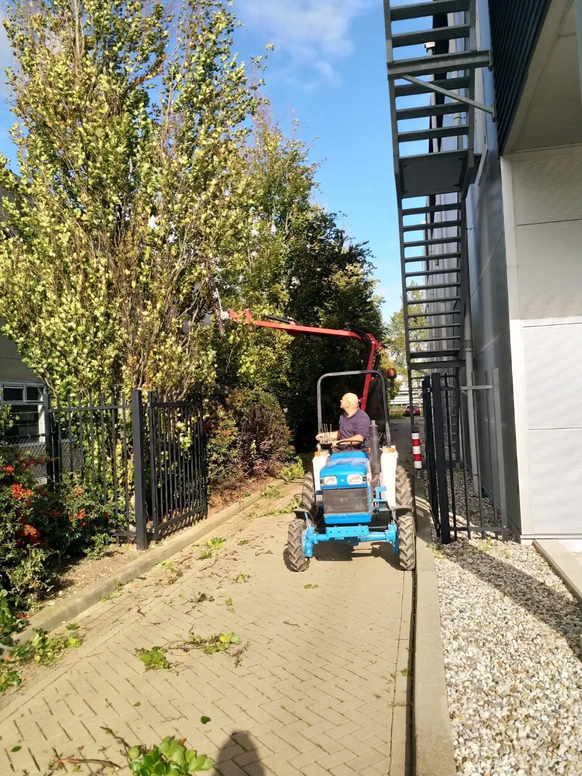 Hoge bomen snoeien langs een bedrijfspand